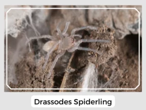 Drassodes Spiderling