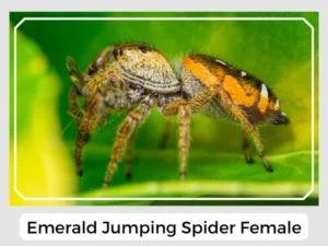 Emerald Jumping Spider Female