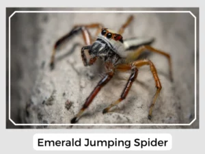 Emerald Jumping Spider Image