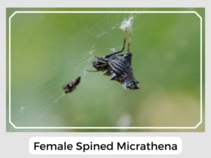Female Spined Micrathena