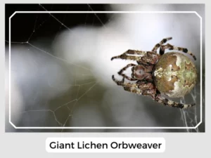 Giant Lichen Orbweaver
