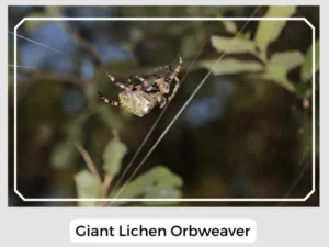 Giant Lichen Orbweaver Image