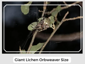 Giant Lichen Orbweaver Size