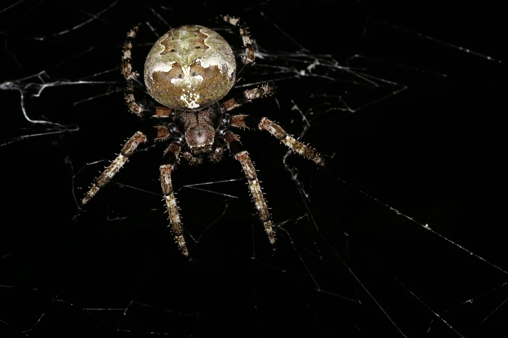 Giant Lichen Orbweaver Spider