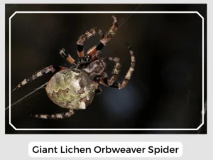 Giant Lichen Orbweaver Spider Image