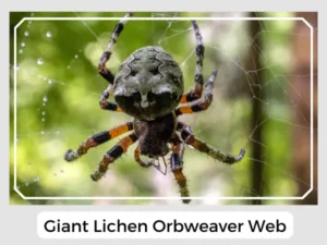 Giant Lichen Orbweaver Web