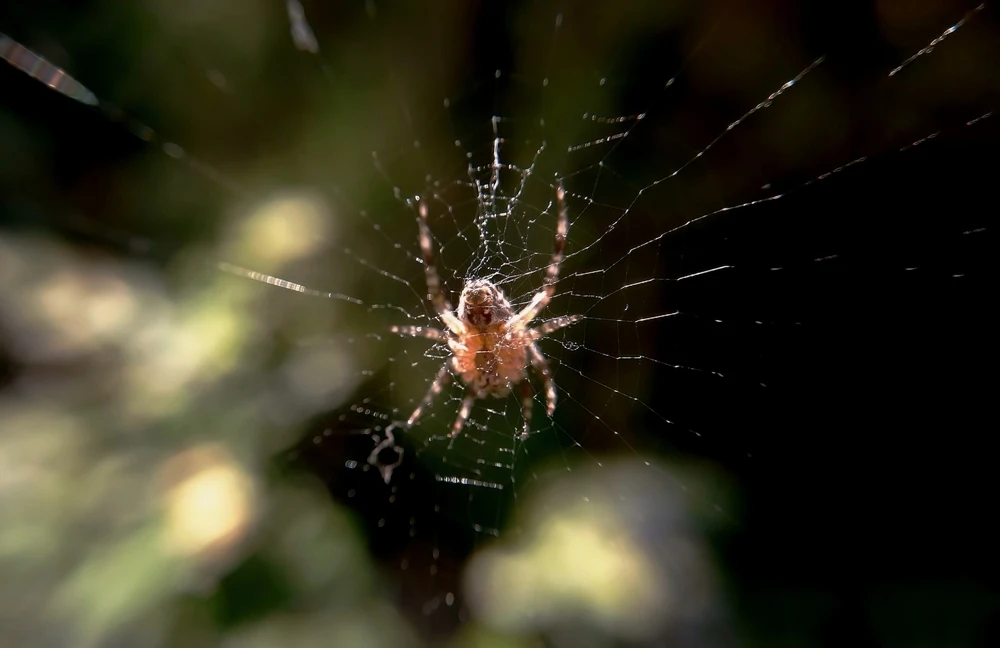 Magnificent Spider