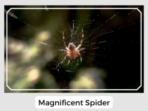 Magnificent Spider