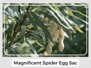 Magnificent Spider Egg Sac
