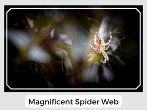 Magnificent Spider Web