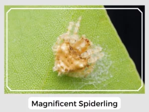 Magnificent Spiderling