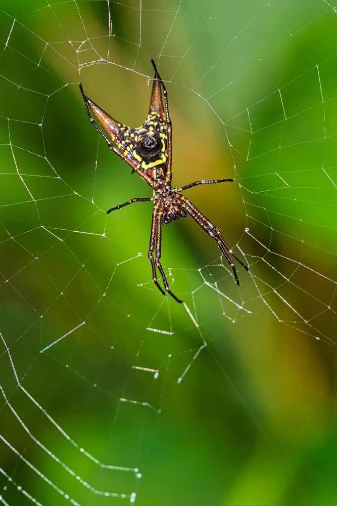 Micrathena