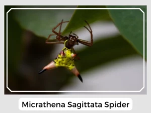 Micrathena Sagittata Spider