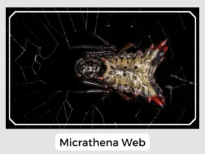 Micrathena Web