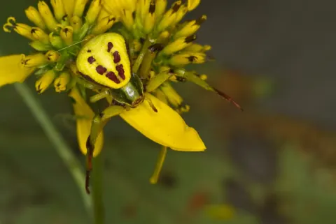 Misumenoides