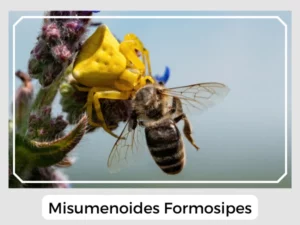 Misumenoides Formosipes