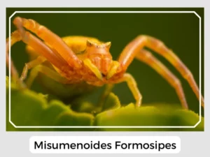 Misumenoides Formosipes image