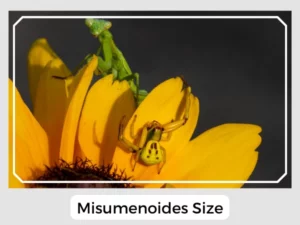 Misumenoides Size