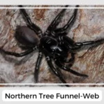 Northern Tree Funnel-Web