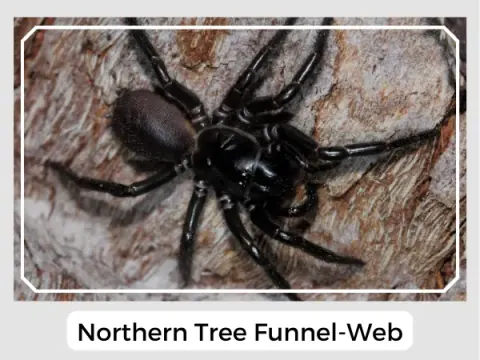 Northern Tree Funnel-Web
