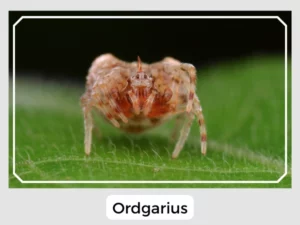 Ordgarius
