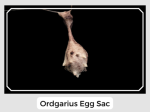 Ordgarius Egg Sac