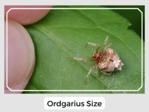 Ordgarius Size