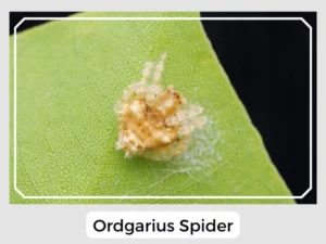 Ordgarius Spider