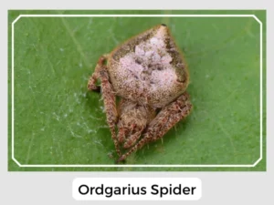Ordgarius Spider Image