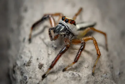 Paraphidippus