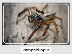Paraphidippus