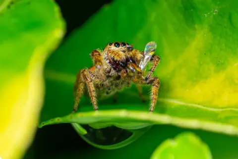 Paraphidippus Aurantius
