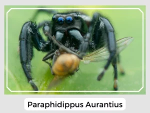 Paraphidippus Aurantius