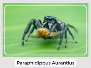 Paraphidippus Aurantius Image