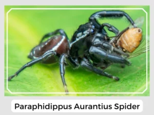 Paraphidippus Aurantius Spider
