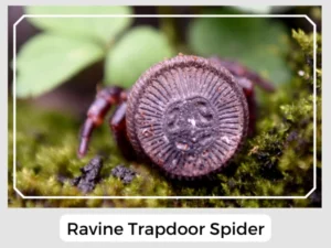 Ravine Trapdoor Spider