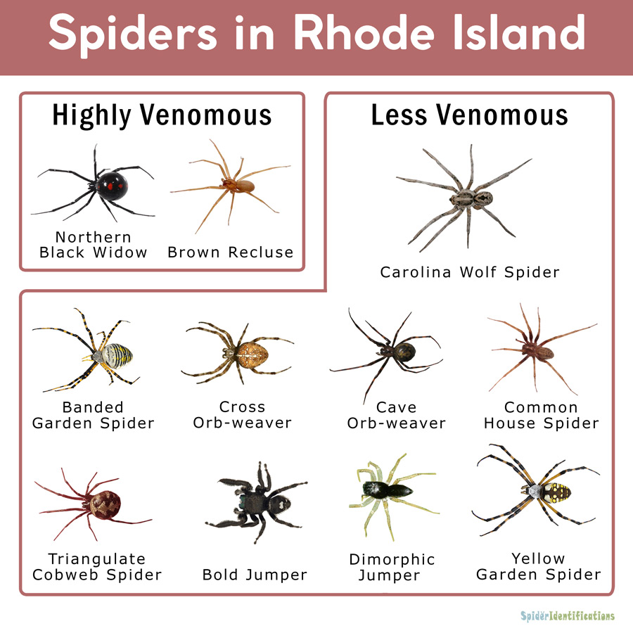 Spiders in Rhode Island List with Pictures