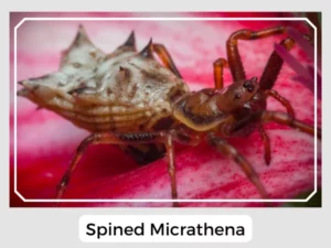 Spined Micrathena