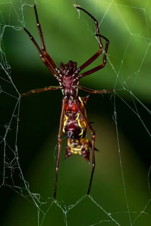 Spined Micrathena Spider Web