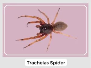 Trachelas Spider