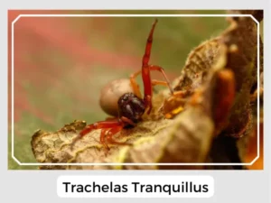 Trachelas tranquillus Image