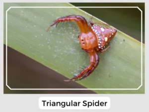 Triangular Spider Picture