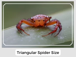 Triangular Spider Size