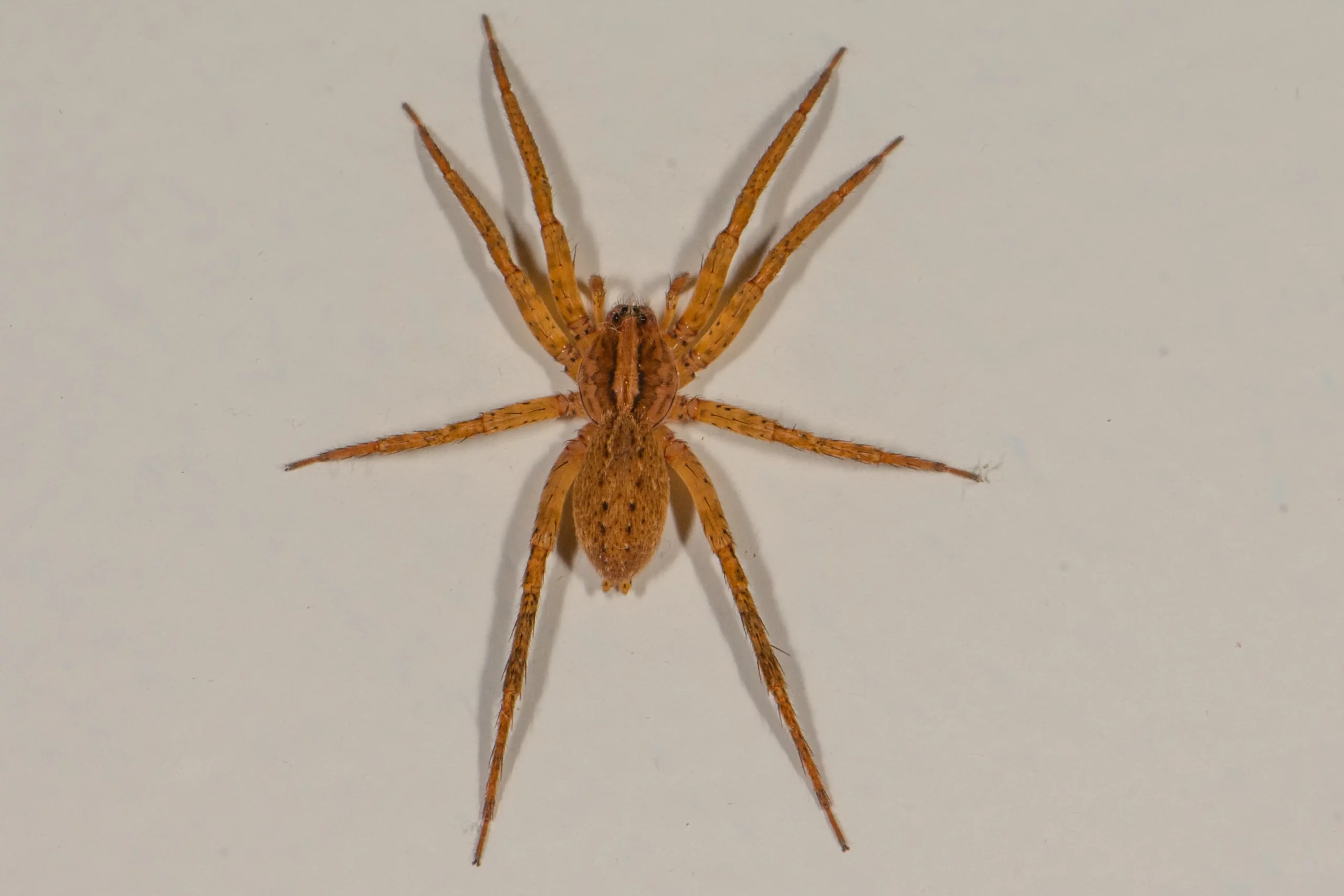 Anahita Spider
