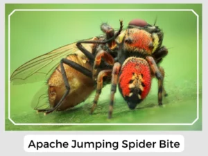 Apache Jumping Spider Bite