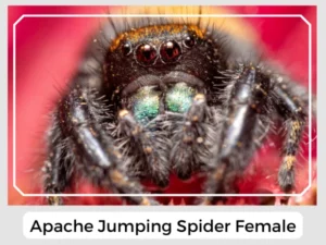 Apache Jumping Spider Female