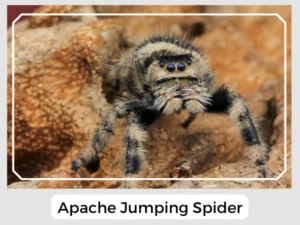 Apache Jumping Spider Picture
