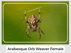 Arabesque Orb Weaver Female