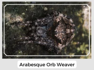 Arabesque Orb Weaver Image