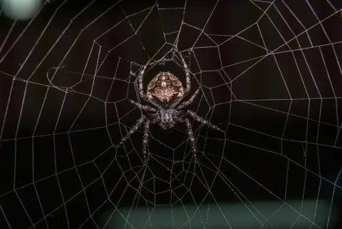 Arabesque Orb Weaver Spider